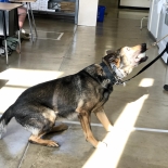 K9